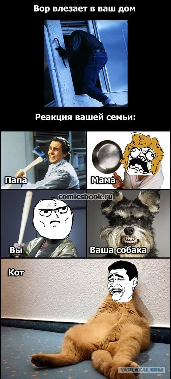 Кот встречает хозяина