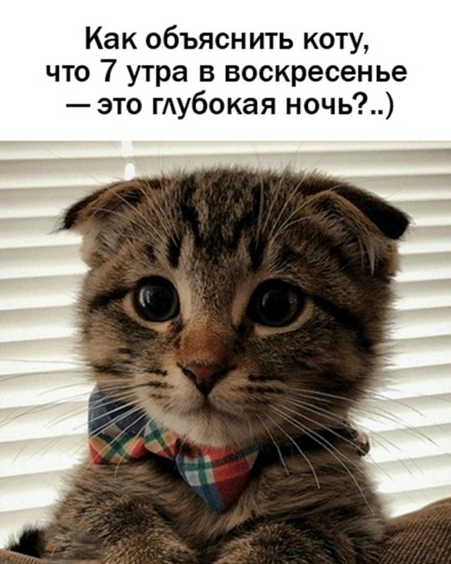 К котовторнику: подборка картинок-баянов с котиками и про котиков. Выпуск 46.