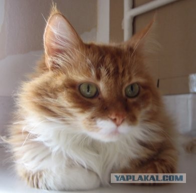 Котовторник 03.09.2013