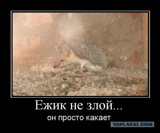 Ежик Володя