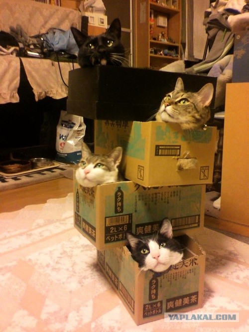 Котострой