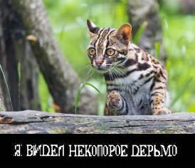 Малоизвестные дикие кошки