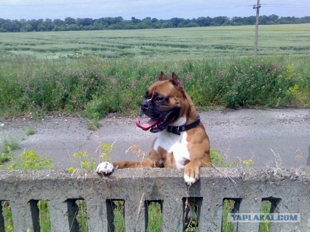О, my dog