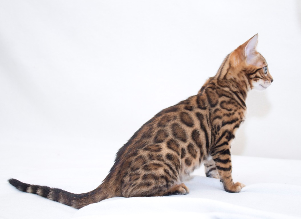 Стандарт породы бенгальской кошки. Бенгальский кот. Бенгал длинношерстный. Кошки бенгальской породы. Длинношерстный бенгал Кашмир.