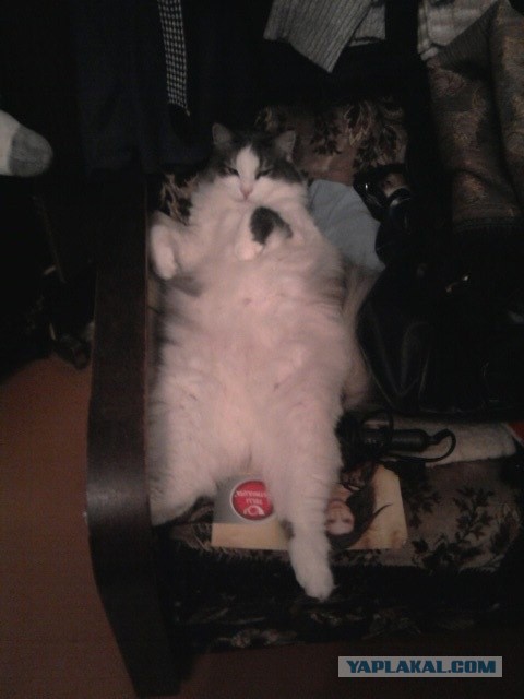 Котовторник 30.09.2014