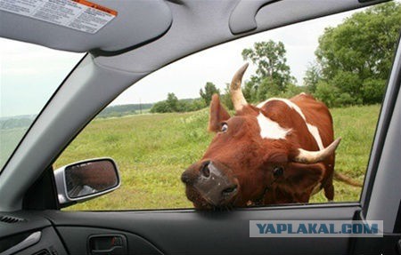 Автолюбителям посвящается