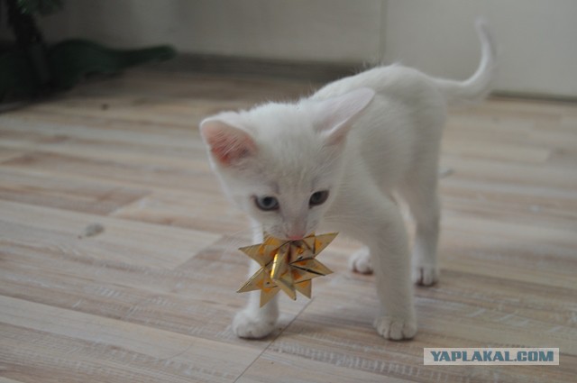 Котовторник 07 04 2015