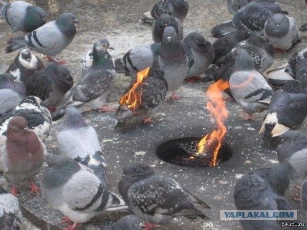 Я только за!