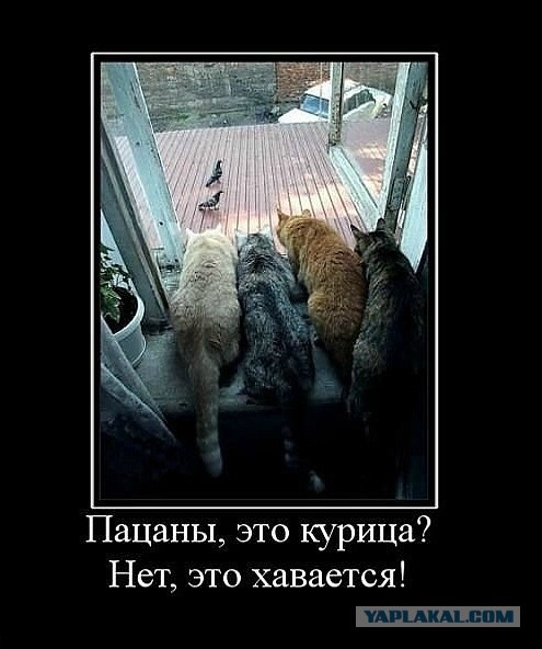 Минутка черного юмора на ЯПе