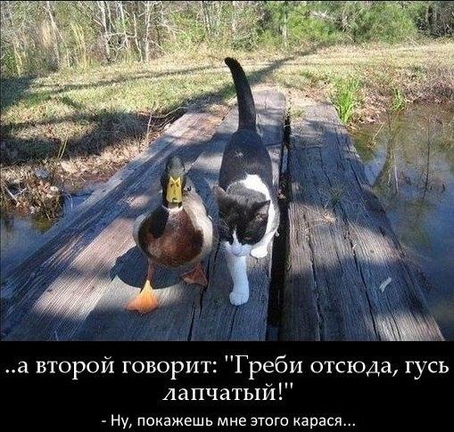 Приколы из сети