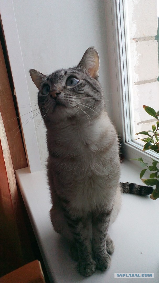 Котовторник