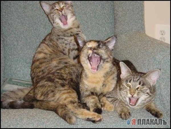 Коты, кошки, котята
