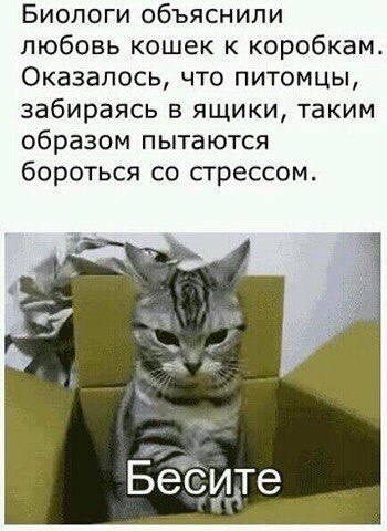 Мохнатые беспредельщики