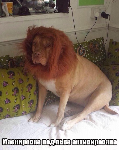 Картинки и приколы из сети