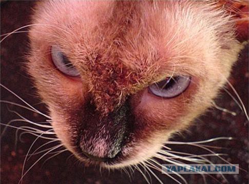 10 брутальных уличных котов