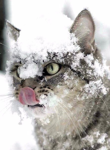 Коты из сети