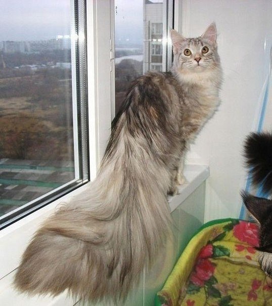 Коты из сети