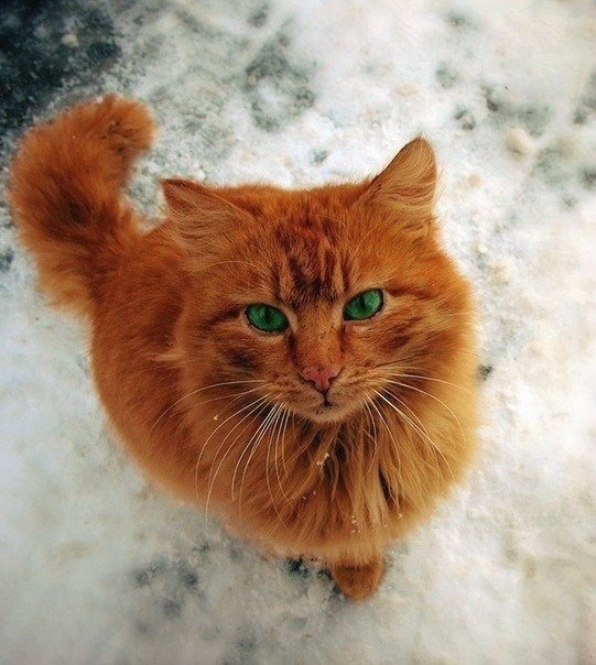 Коты из сети