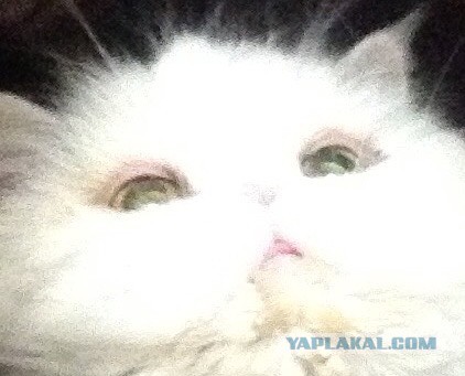 Коты и Кошки