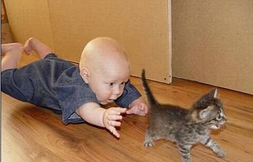 Коты и Кошки