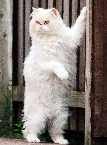 Коты и Кошки