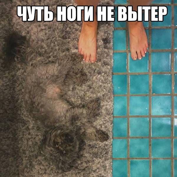 Картинки всякие для поднятия настроения!