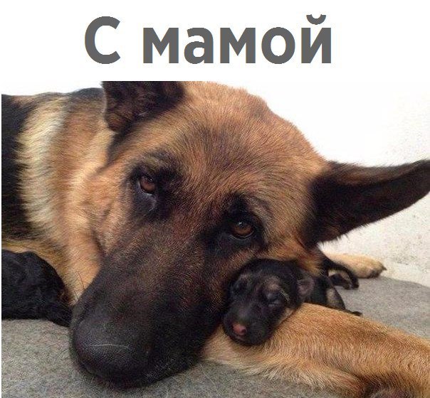 Живность из сети