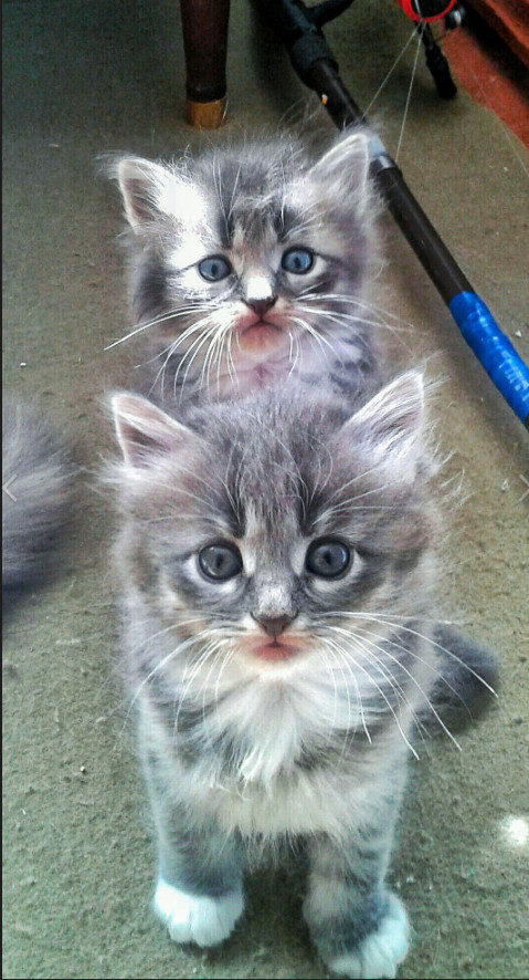Коты и Кошки