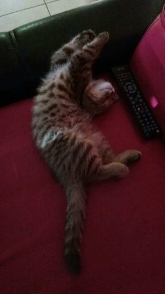 Как спят наши странные коты