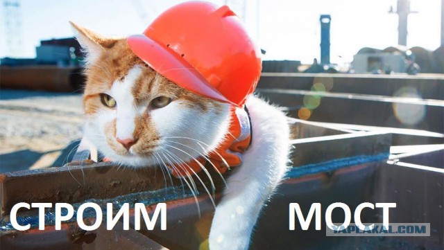 Весёлые картинки с котами