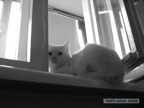 Котовторник на ЯПлакалъ
