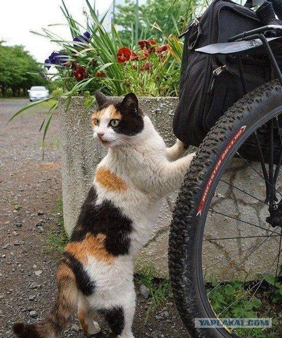 Котовторник на ЯПлакалъ: Кото и кто-то!