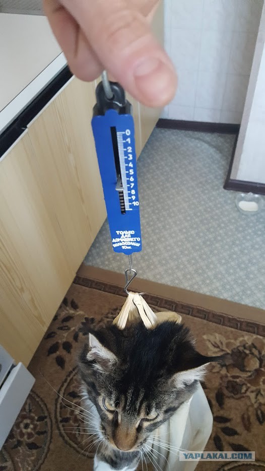 Котовторник 07.08.2018