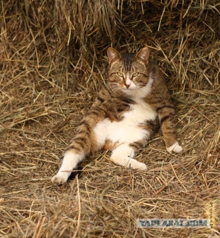 Котятовторник, 25.05.2010