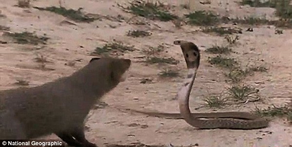 Королевская кобра и мангуст