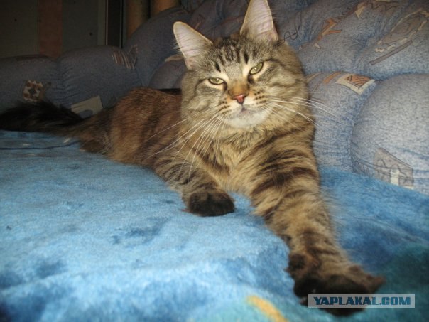 Начинаем котовторник!