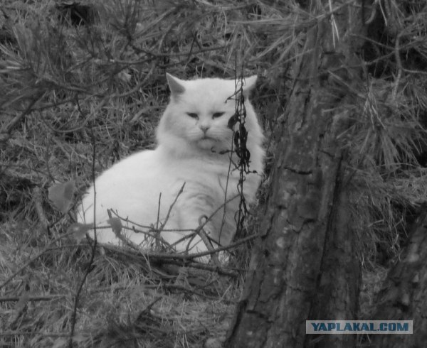 Котовторник объявляется открытым!