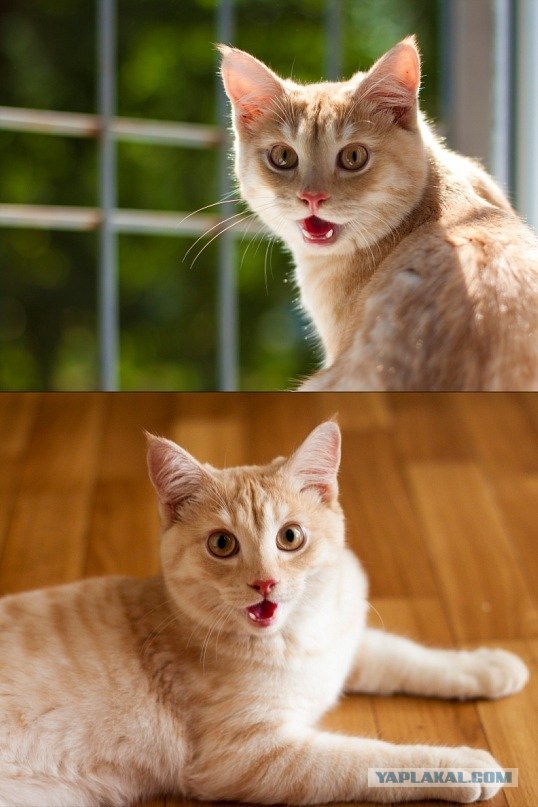 Котовторник с Кузей