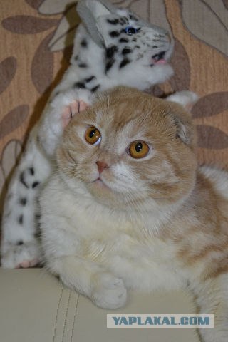 Котовторник 31.07.2012 г.