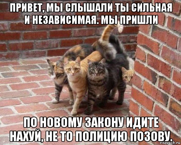 8 основных законов котиков