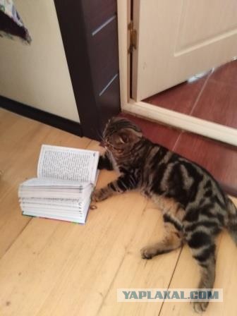 Котики