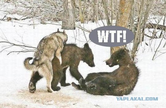 Фотожаба: WTF?