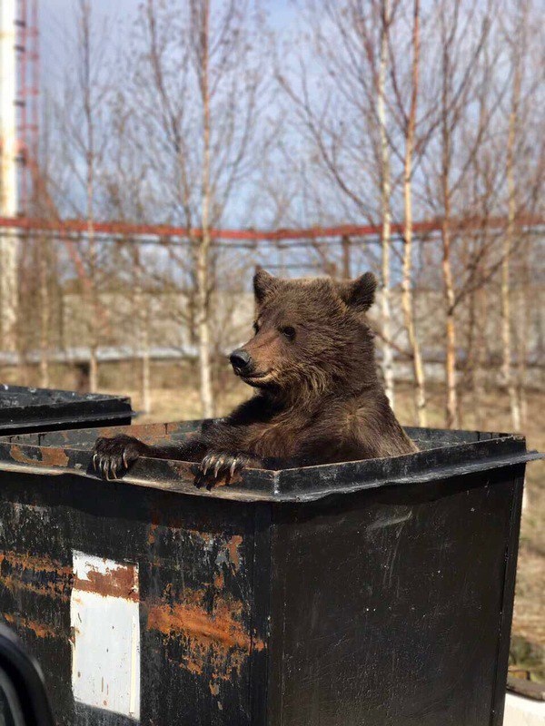 Подборка забавной живности