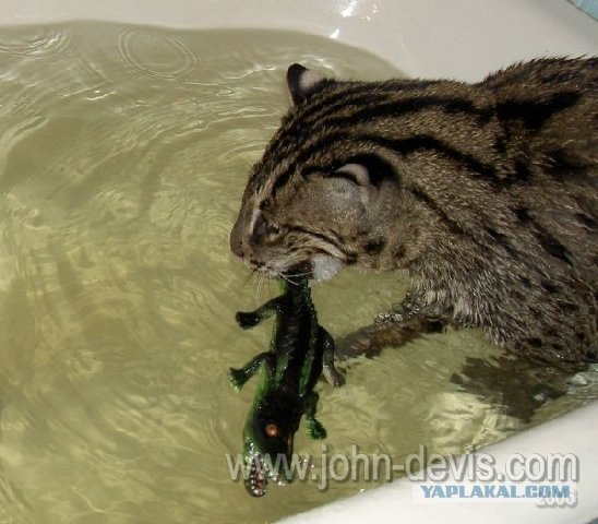 Коты любят принимать ванну