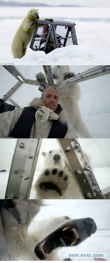 Голодный мишка и консерва, (BBC cameraman)