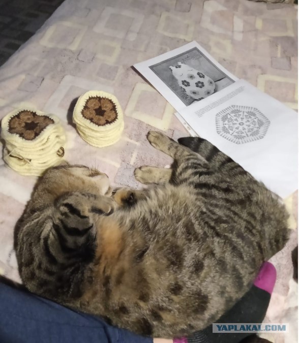 Коты-работяги