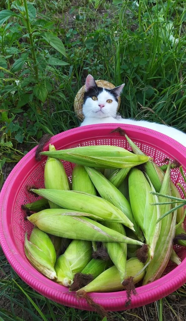 Когда батя присылает свои фотографии с дачи