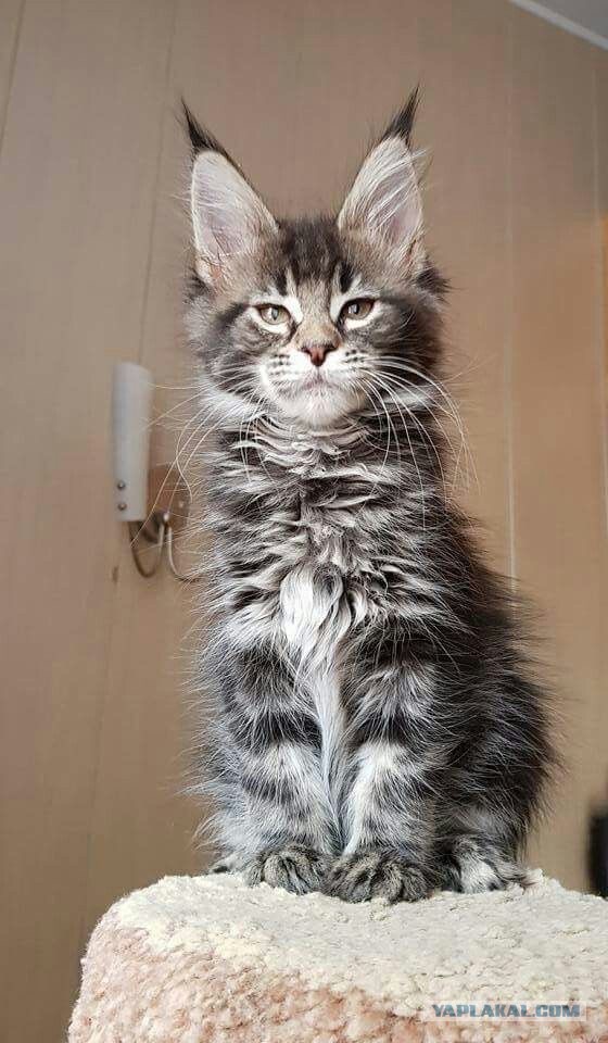 Котовторник! Успел!)