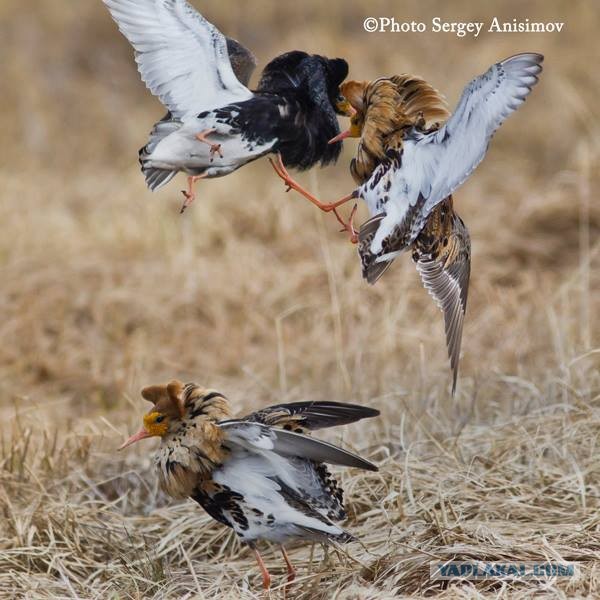 Красота! Лето на Ямале. Фото