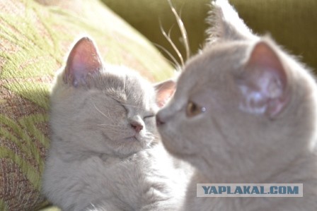 Котовторник 25.06.2013